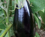 Florida Market Eggplant Seeds 50 Garden Culinary Asian Cuisine Fast Ship... - £7.22 GBP