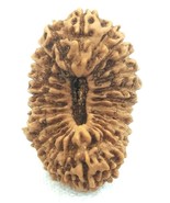 Rare 26 Mukhi Rudraksha / Twenty Six Face Rudraksh - Lab Certified - £2,188.58 GBP