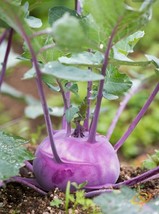 SMR Early Purple Vienna Kohlrabi Seeds German Turnip Fresh Garden - $13.53