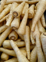 VP Harris Model Parsnip Pastinaca Sativa White 12&quot; Root Vegetable 1000 Seeds - £3.77 GBP