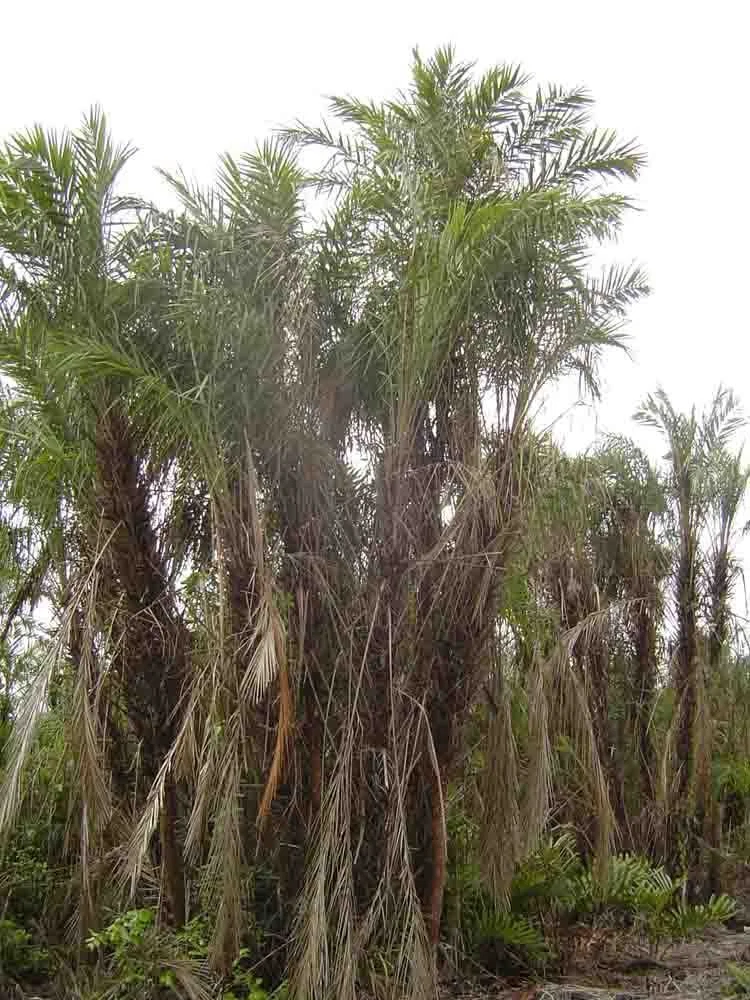 Phoenix paludosa MANGROVE DATE PALM Seeds - $223.91 MXN