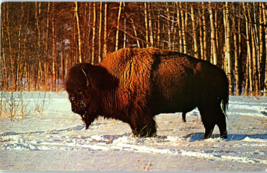The Alaskan Bison Buffalo Grow Very Large In Alaska Postcard - £5.49 GBP