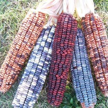 Kentucky Rainbow Dent Corn Seeds Vegetable Seeds Seed Packets Grind Your... - £9.37 GBP