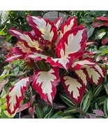Hosta Beautiful Plant Colorful Hosta Red &amp; White Flower Indoor Seeds  - $12.75
