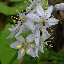 20 Wild Hyacinth Wildflower Seeds Usa Fast Shipping - £6.83 GBP