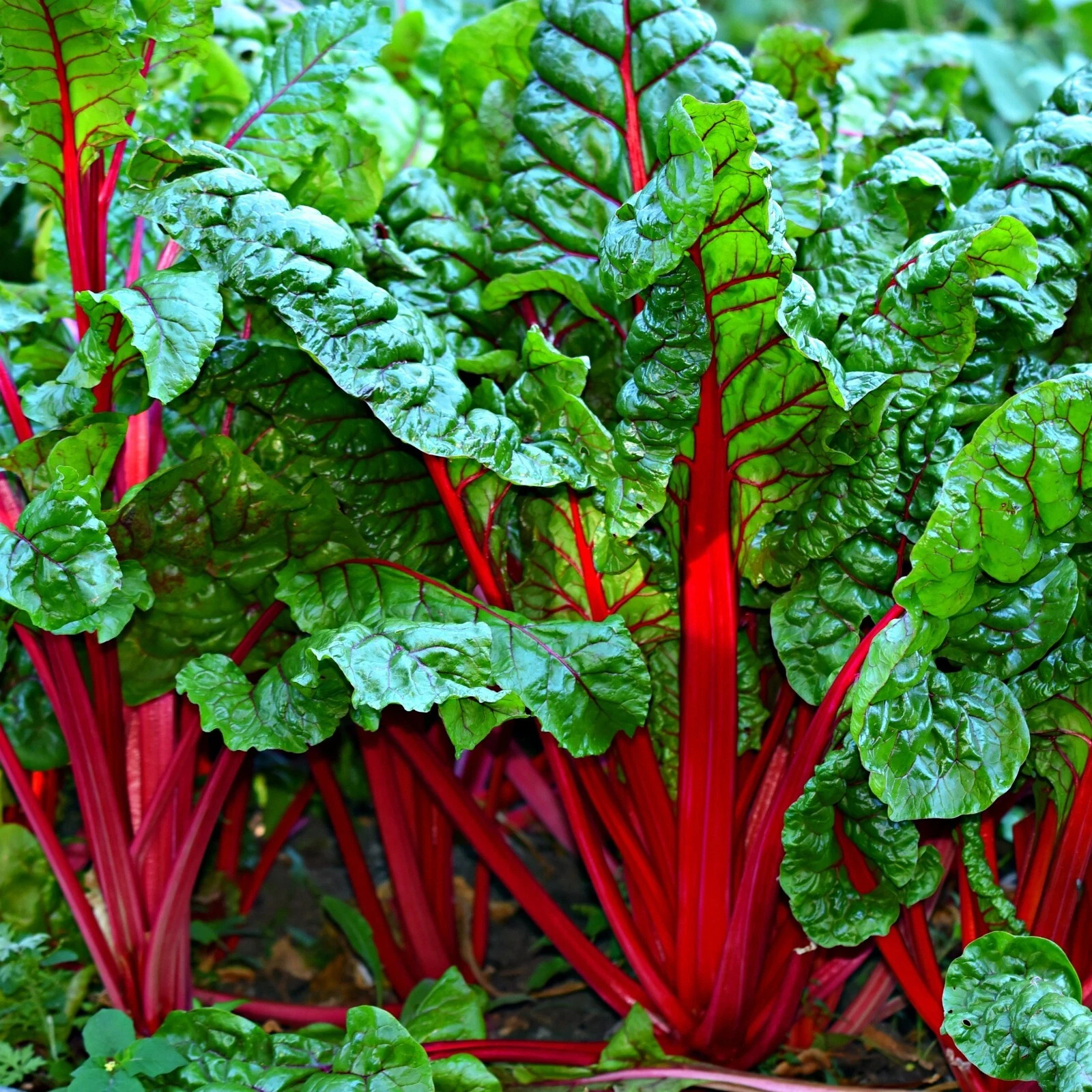 Swiss Chard Seeds, Ruby Red Heirloom, Non-GMO, Fast Growing, - $6.99