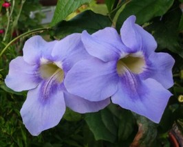 Thunbergia Grandiflora Blue Sky Vine Vine Fresh Seeds - $17.96