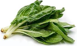 Barese Dark Green Smooth Leaf Swiss Chard Seeds - 100 Count Seed Pack - Non-GMO  - £3.52 GBP
