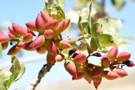 HSE 6 Pistachio Nut Tree Seeds for Planting - Pistacia Vera - £10.05 GBP