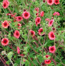 50Pcs Cinquefoil Miss Willmott Flower Seeds Potentilla Nepalensis Seed - $20.94