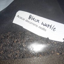 US Seller Black Wattle Tree Seeds Fast Shipping - £12.25 GBP