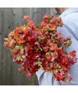 Fresh 1000 Madame Butterfly Bronze Snapdragon Seeds for Garden - $202.28 MXN