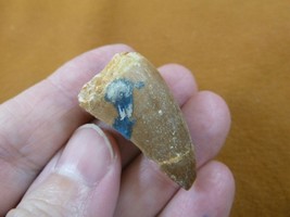 (DF233-106) 1-3/8&quot; Fossil MOSASAURUS Dinosaur tooth Mosasaur dino dig fo... - $394.00 MXN