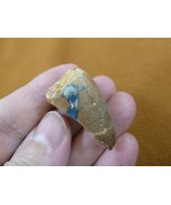 (DF233-106) 1-3/8&quot; Fossil MOSASAURUS Dinosaur tooth Mosasaur dino dig fo... - $388.51 MXN