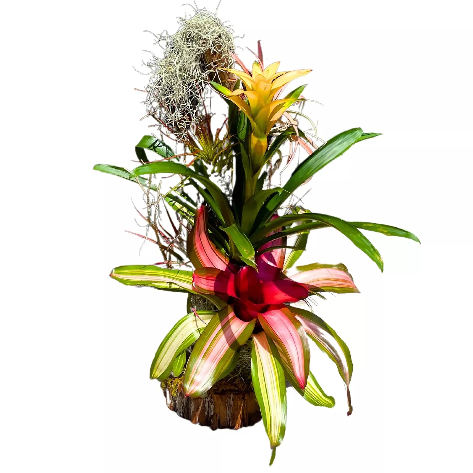 Bromeliad Tree 24 in Air on Wooden Totem Pole Mounted Bromeliads - £124.85 GBP