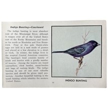 Indigo Bunting Bird Print 1931 Blue Book Birds Of America Antique Art PCBG13C - £19.68 GBP