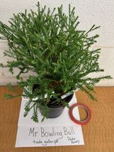 MR BOWLING BALL trade gallon pot image 5