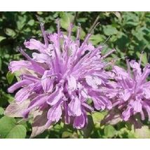 50+ Lilac Monarda Bee Balm Flower Seeds #SWB09 - £17.53 GBP