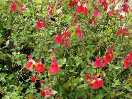 Salvia Hot Lips Starter Plant Approx 4 6 Inch Fresh USA Shipping - $29.20