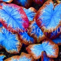 100 pcs Thailand Caladium Seeds Burnt Rose Elephant Ear Flower Blue-Brown-Rose R - £7.30 GBP