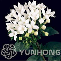 50 Seeds French Bouvardia Longiflora Flower Shrub Bush Amazing Pots Ers ... - $6.90