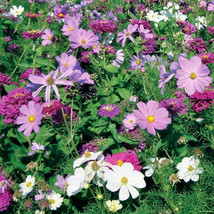 300 Seeds Purple Rain Purple White Flower Seed Mix Zinnia Elegans Cosmos... - $8.00