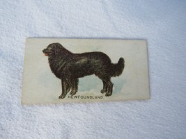 N163 Goodwin Dogs of the World - Name Front/Back - Newfoundland - £4.43 GBP