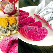 New Fresh Organic Dwarf Pitaya Dragon Fruit Mixed Yellow Red White Colors 100 Se - £3.75 GBP