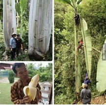 Giant Banana (Musa Ingens) Tropical Live Fruit Tree - £60.76 GBP