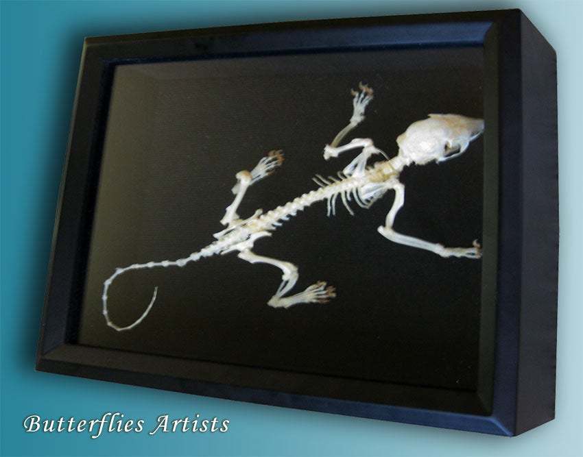 Primary image for Plantain Squirrel Skeleton Callosciurus Notatus Taxidermy Museum Quality Display