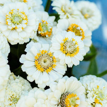 Zinnia Pumila White Heirloom 18&quot;&quot; Drought Tolerant Moon Gardens 100 Seeds From U - £7.84 GBP