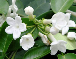 5 Pc Seeds Madagascar Jasmine Flower Stephanotis floribunda Seeds for Planting  - £15.10 GBP