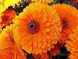 Gun-el Calendula Pot Marigold Orange 50 Seeds  - $4.80