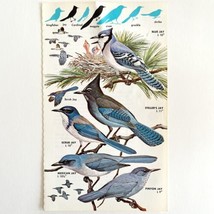 Blue Jay &amp; Other Jays Varieties 1966 Color Bird Art Print Nature ADBN1p - £15.71 GBP