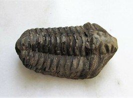 Trilobite Fossil 300-400 Million Years Old Genuine C3238 - $28.22