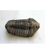 Trilobite Fossil 300-400 Million Years Old Genuine C3238 - £22.19 GBP