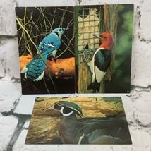 Vintage Postcard Lot Of 3 Birds Bluejay Woodpecker Wood Duck - £7.65 GBP