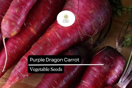 200 Seeds Purple Dragon Carrot, Daucus Carota, Vibrant Purple Heirloom C... - $7.19