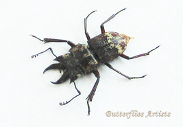 Small Devil Stag Beetle TOP RARE Auxicerus Platyceps Framed Entomology Shadowbox - $138.99