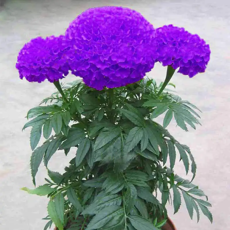 Purple Blue Marigold 100 Seeds Home Garden Edible Flower Seed Potted Plant - $12.00