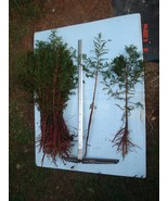 1 bald Cypress Tree Pre-Bonsai or Landscape - Taxodium distichum - €61,68 EUR