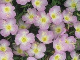 200 Pcs Pink Evening Primrose Flower Seeds #MNSS - £11.78 GBP