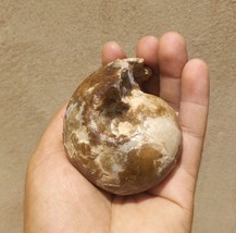 Moroccan Fagesia Ammonite Fossil – Rare Cretaceous Ammonites Specimen Am... - $490.19 MXN