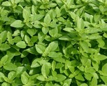 Spicy Globe Basil Seeds 300 Herb Garden Culinary Spice Annual Fast Shipping - $8.99