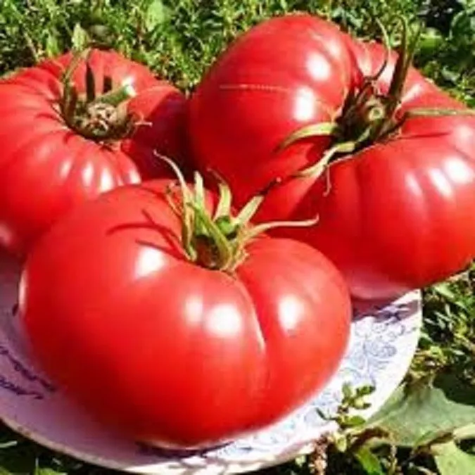 50 Seeds Sun King Tomato Vegetable Garden - $9.70
