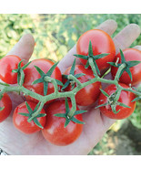MBK 50 Seeds Baby Cakes Tomato Juicy Tomatoe Vegetable Edible Food Bulk ... - $13.09