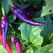 Purple Cayenne Pepper 30 Organic Seeds Fresh Seeds USA Seller - £7.89 GBP