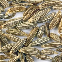 500 Organic Cumin Cuminum Cyminum Herb Flower Seeds New Fresh Seeds USA - £11.98 GBP