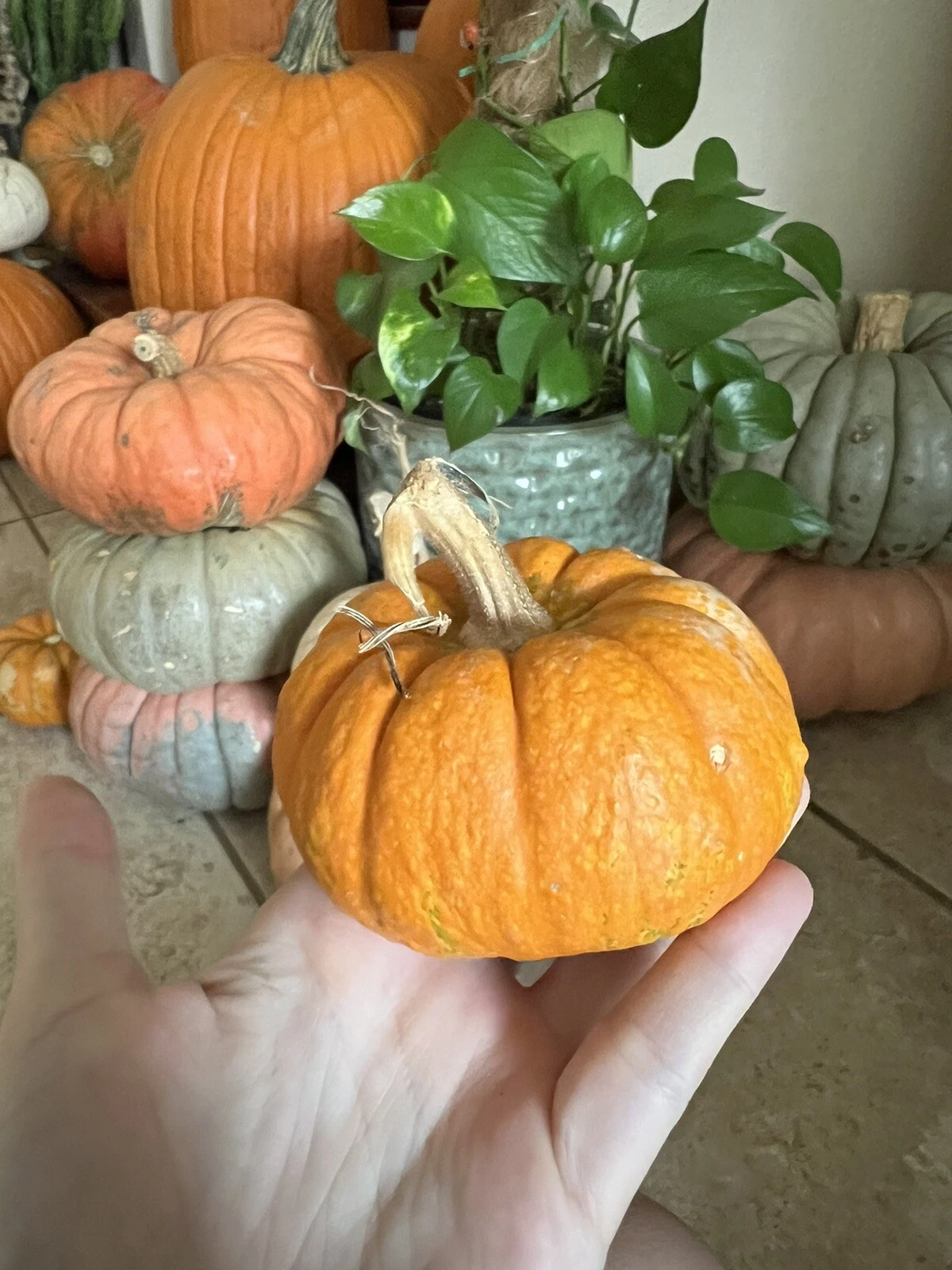 5 Mini Pumpkin SEEDS Tiny Jack Be Little Gourd Cute Place Setting Fall T... - $3.89