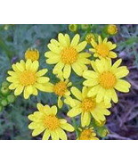 KKG Senecio Macrosperma 5 Seeds Fresh Garden - €8,43 EUR